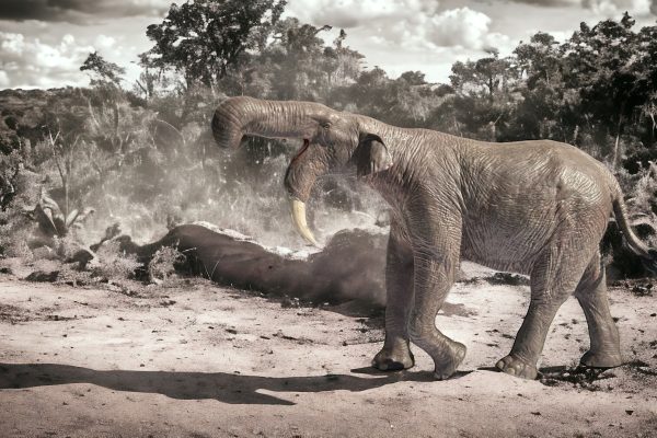 Deinotherium: El Gigante Prehistórico de Colmillos Curvados hacia Abajo