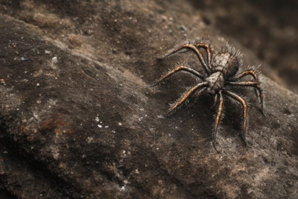 Descubrimiento de Douglassarachne acanthopoda