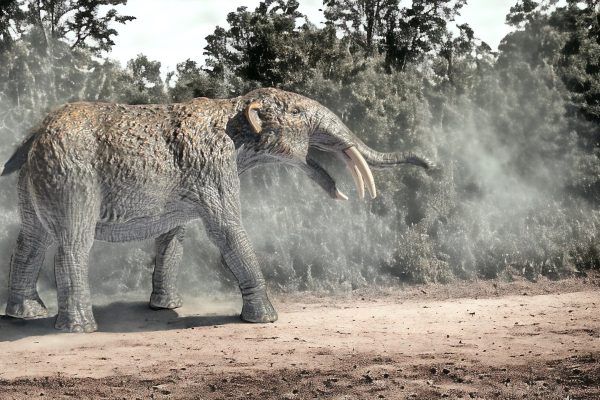Gomphotherium: El Elefante Prehistórico de Cuatro Colmillos Gomphotherium Figure by CollectA.