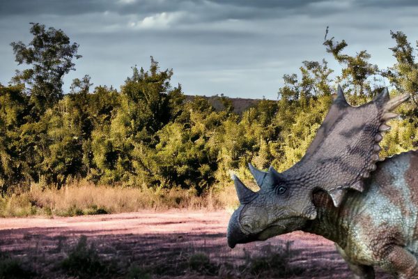 Chasmosaurus Figure by Haolonggood.