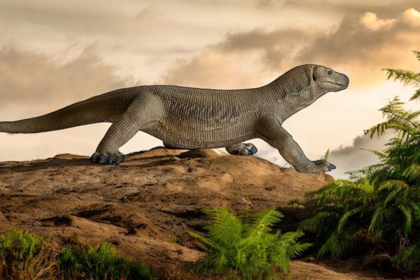 Megalania: The Apex Predator of the Pleistocene Komodo Dragon by Schleich.