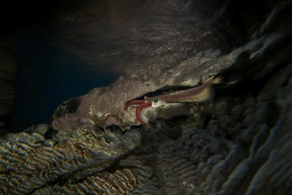 Anomalocaris Figure.