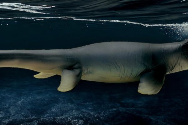 Tylosaurus Figure by PNSO.