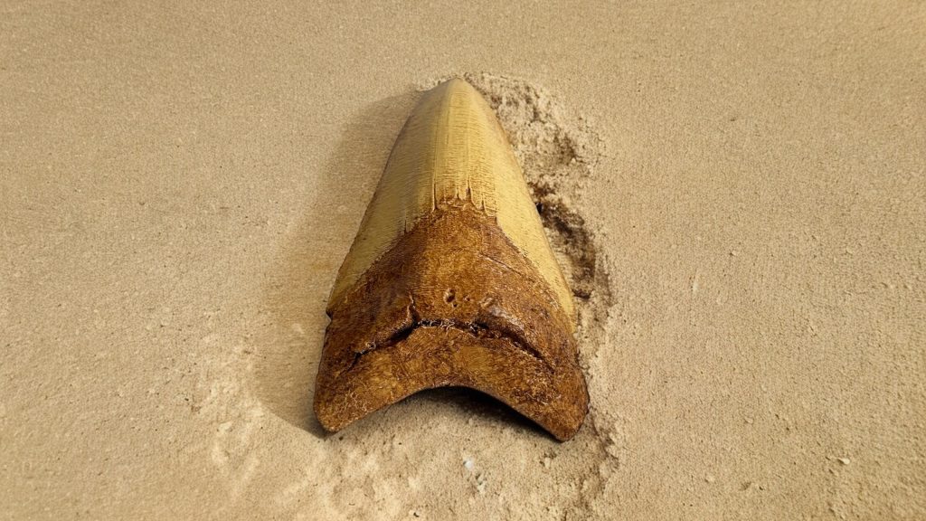 Megalodon Tooth 3D Printing.